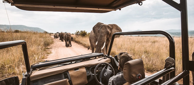 The-Ultimate-Guide-to-Planning-Your-Dream-Safari-Trip.jpg