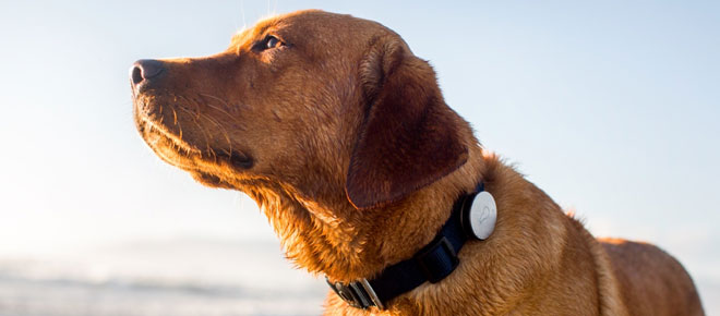 Top-5-Smart-Collars-for-Keeping-Your-Pet-Safe-and-Healthy.jpg